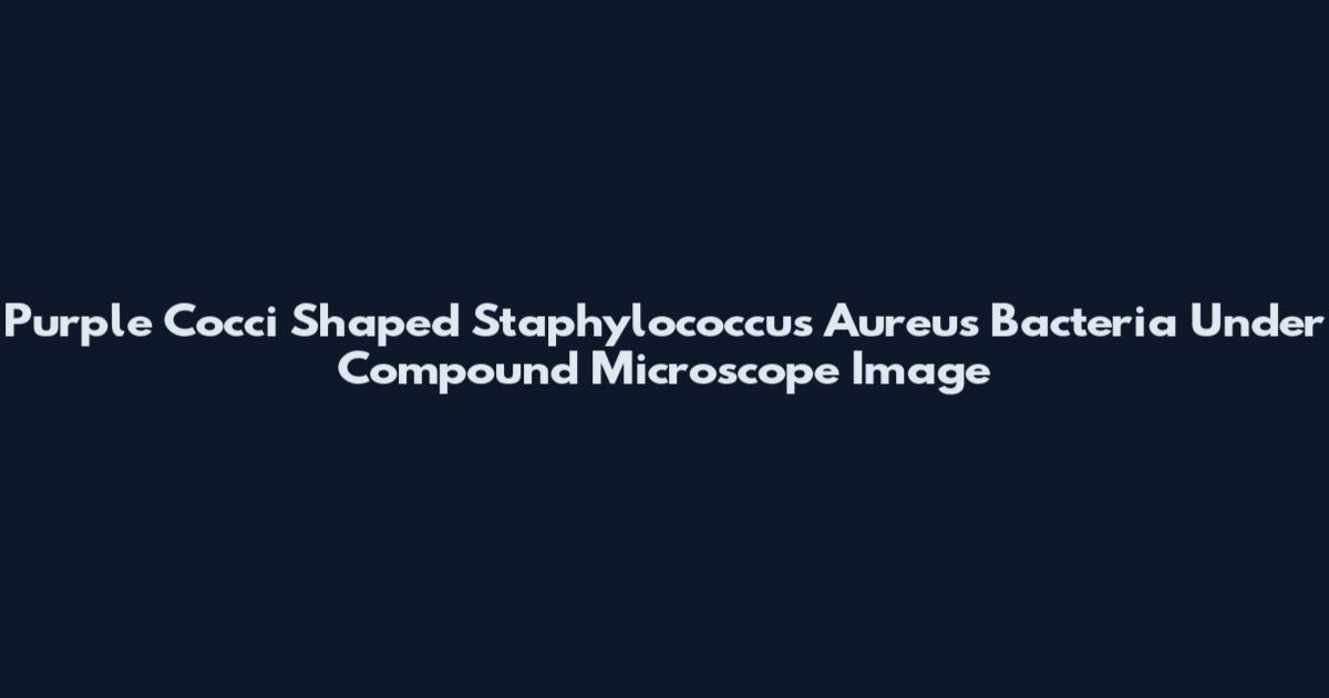 Purple Cocci Shaped Staphylococcus Aureus Bacteria Under Compound Microscope Image
