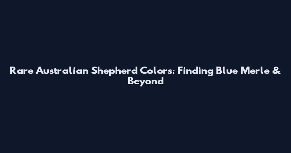 Rare Australian Shepherd Colors: Finding Blue Merle & Beyond
