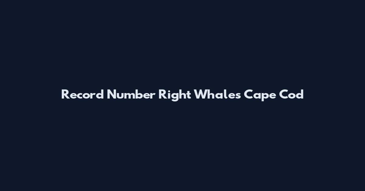 Record Number Right Whales Cape Cod