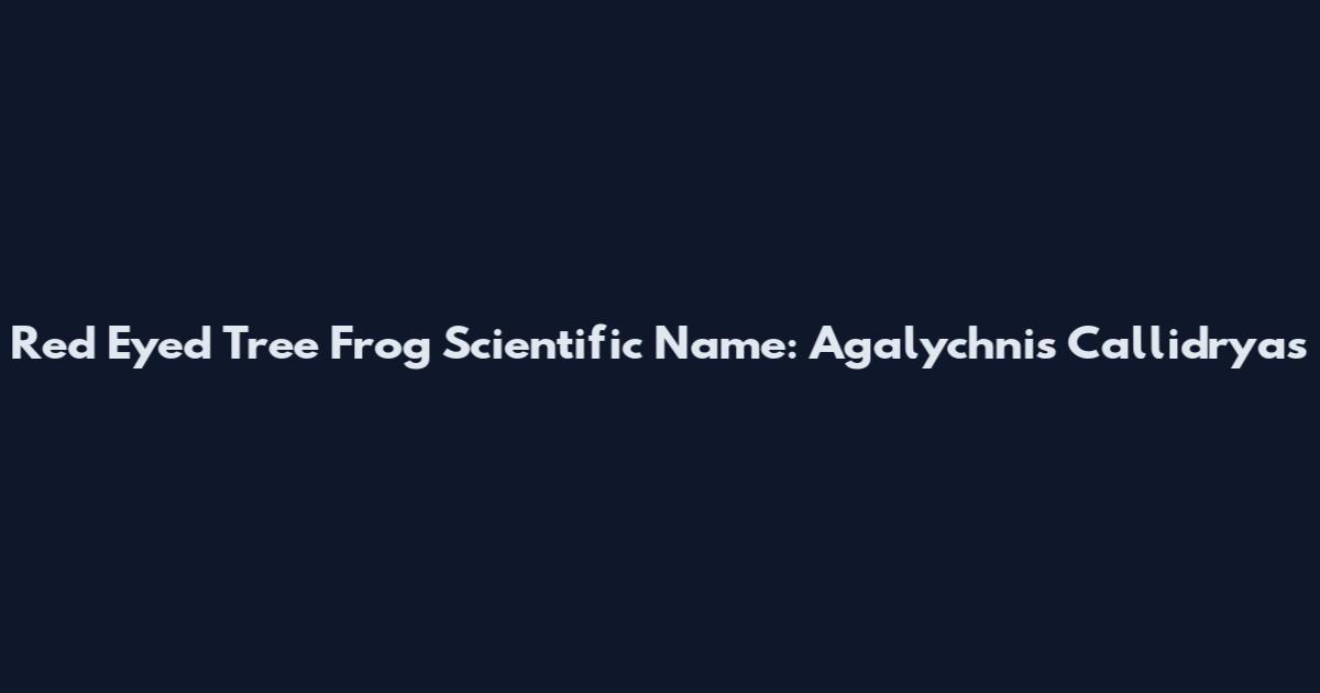 Red Eyed Tree Frog Scientific Name: Agalychnis Callidryas