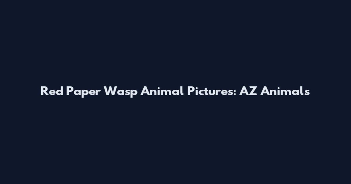 Red Paper Wasp Animal Pictures: AZ Animals