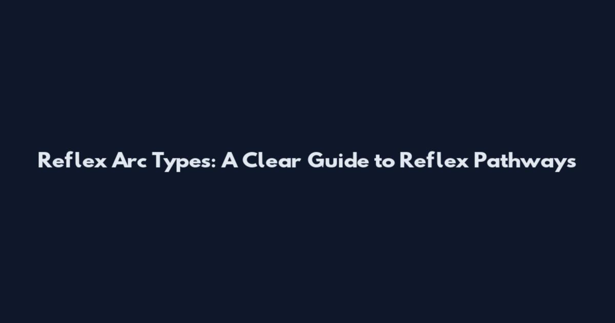 Reflex Arc Types: A Clear Guide to Reflex Pathways