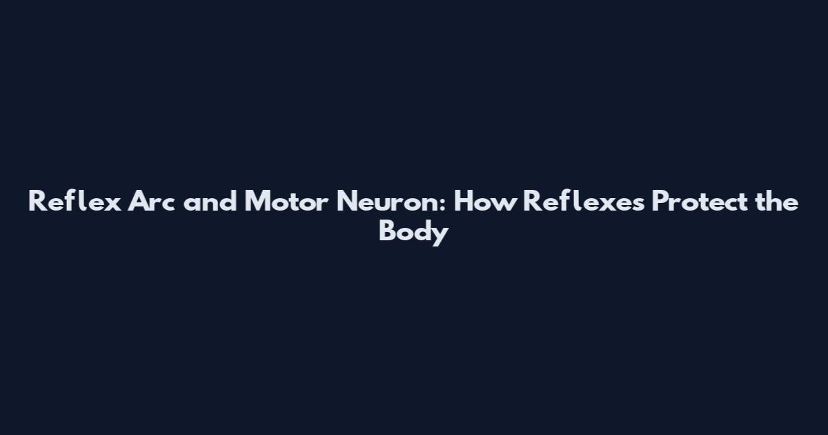 Reflex Arc and Motor Neuron: How Reflexes Protect the Body