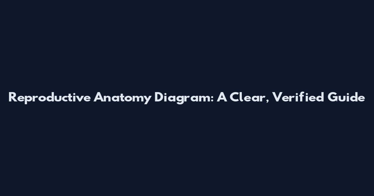 Reproductive Anatomy Diagram: A Clear, Verified Guide