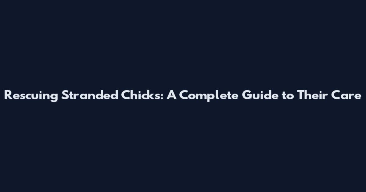 Rescuing Stranded Chicks: A Complete Guide to Their Care