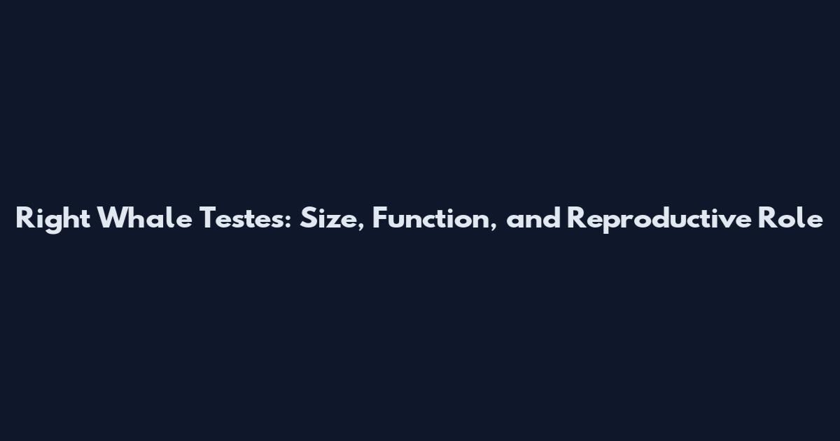 Right Whale Testes: Size, Function, and Reproductive Role