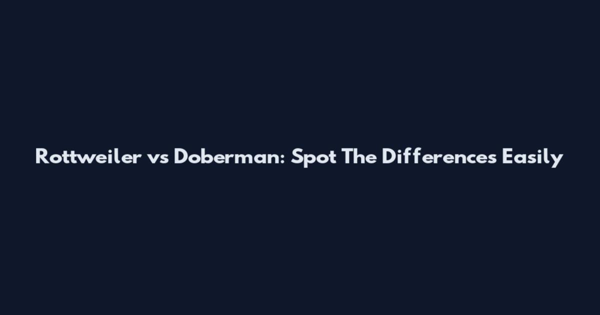 Rottweiler vs Doberman: Spot The Differences Easily