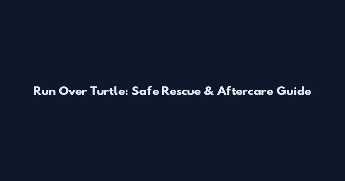 Run Over Turtle: Safe Rescue & Aftercare Guide
