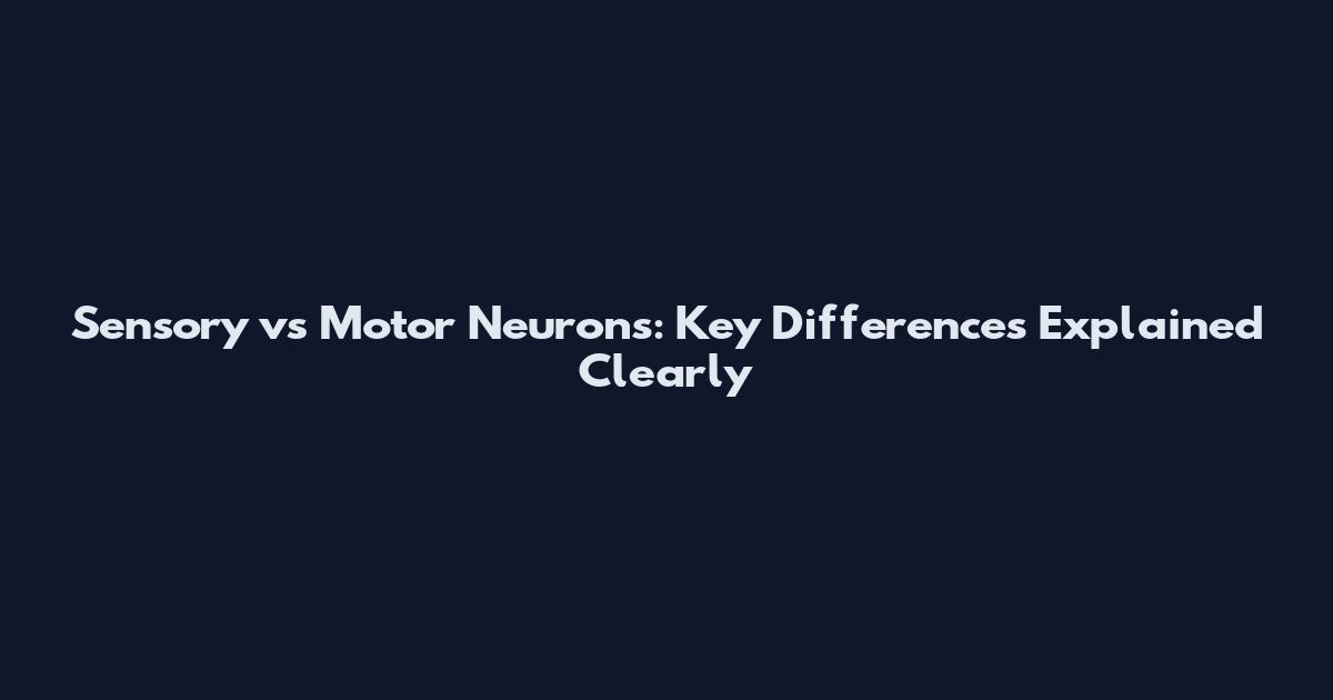 Sensory vs Motor Neurons: Key Differences Explained Clearly