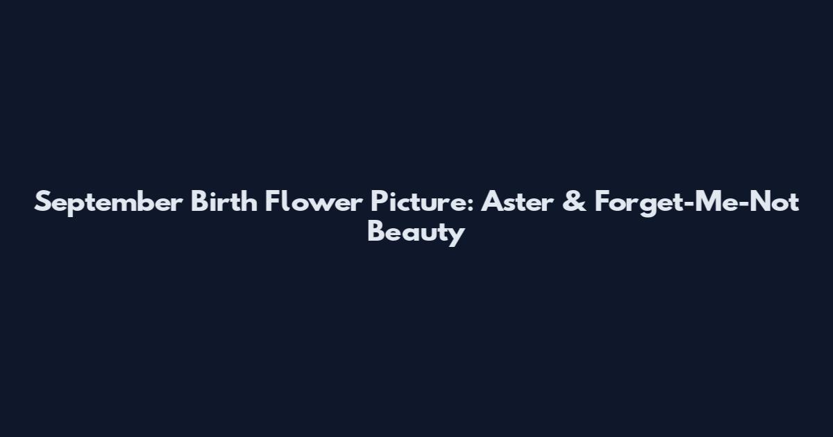 September Birth Flower Picture: Aster & Forget-Me-Not Beauty