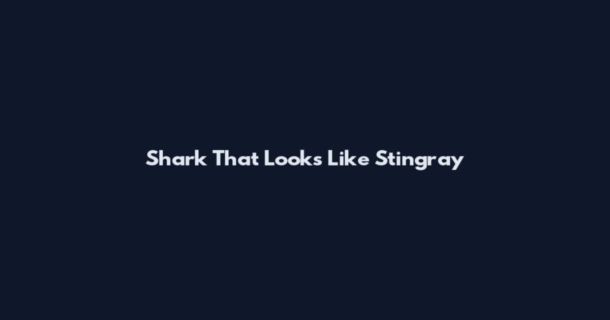 Shark That Looks Like Stingray