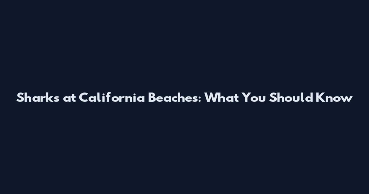 Sharks at California Beaches: What You Should Know