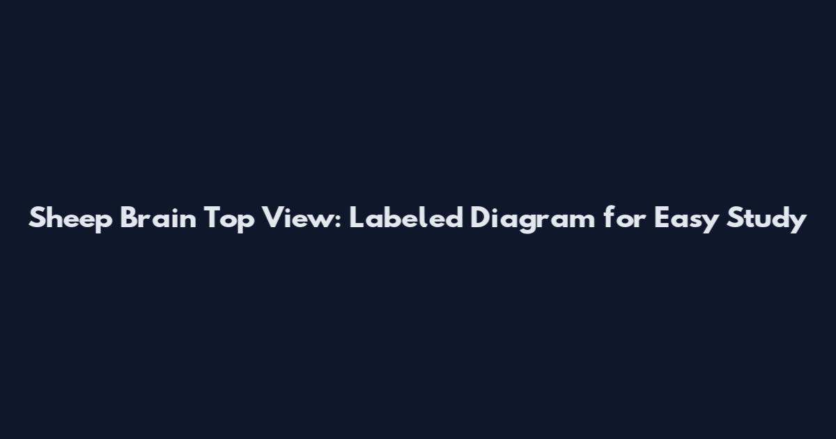 Sheep Brain Top View: Labeled Diagram for Easy Study