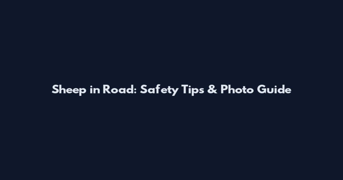 Sheep in Road: Safety Tips & Photo Guide
