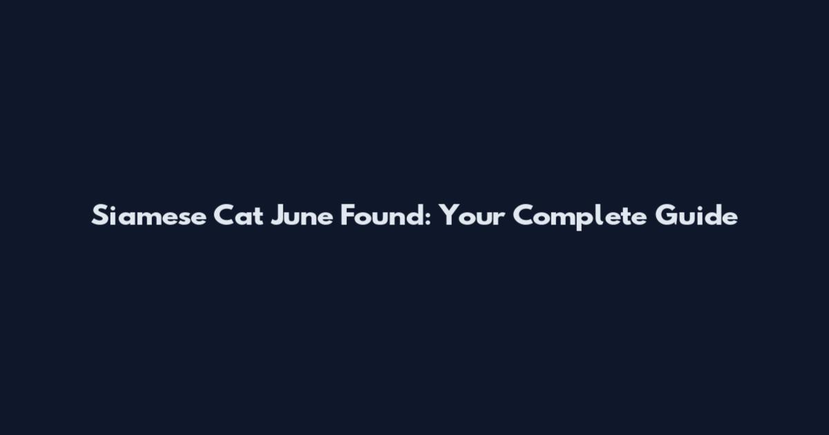 Siamese Cat June Found: Your Complete Guide