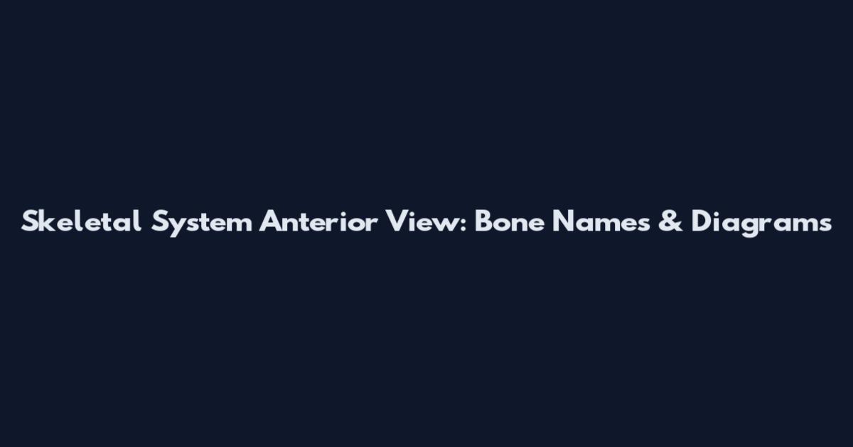 Skeletal System Anterior View: Bone Names & Diagrams