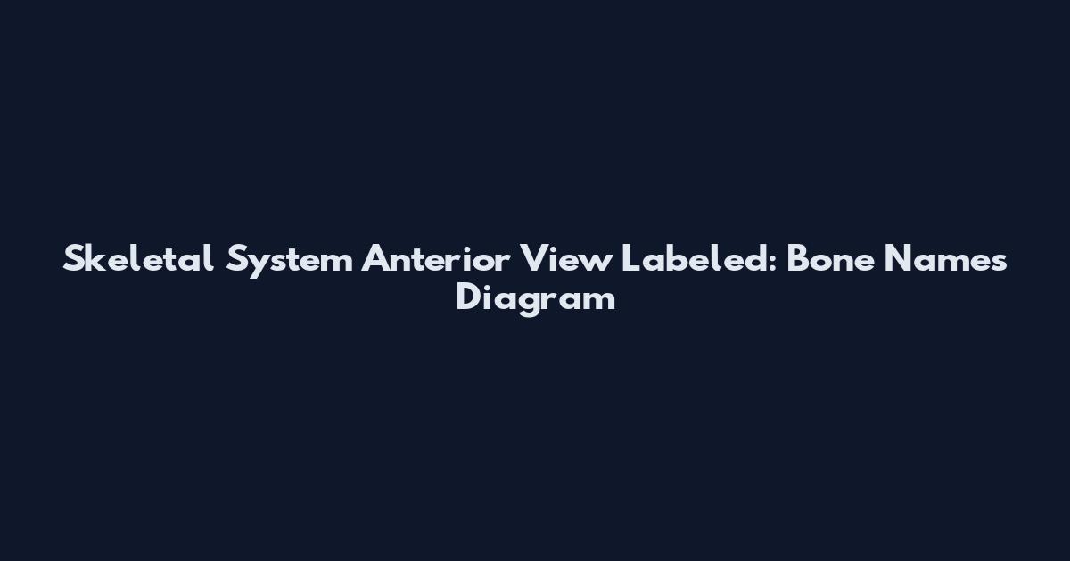 Skeletal System Anterior View Labeled: Bone Names Diagram