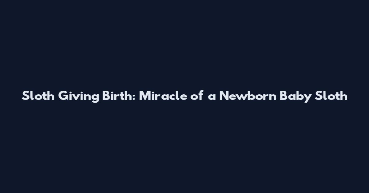 Sloth Giving Birth: Miracle of a Newborn Baby Sloth
