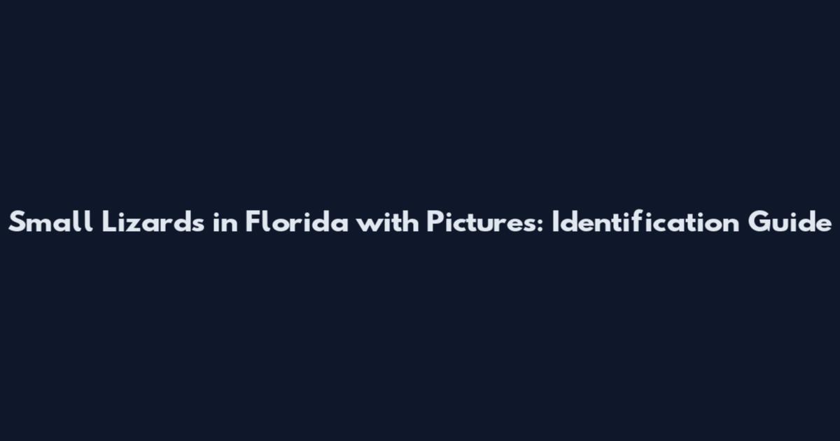 Small Lizards in Florida with Pictures: Identification Guide