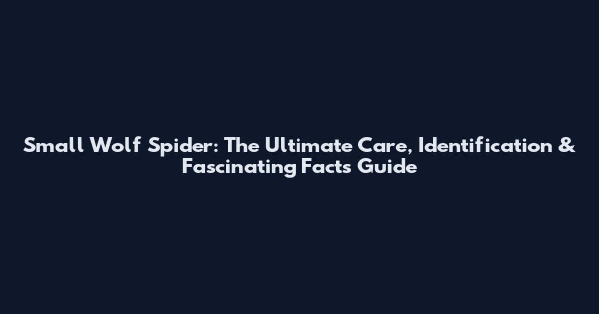 Small Wolf Spider: The Ultimate Care, Identification & Fascinating Facts Guide