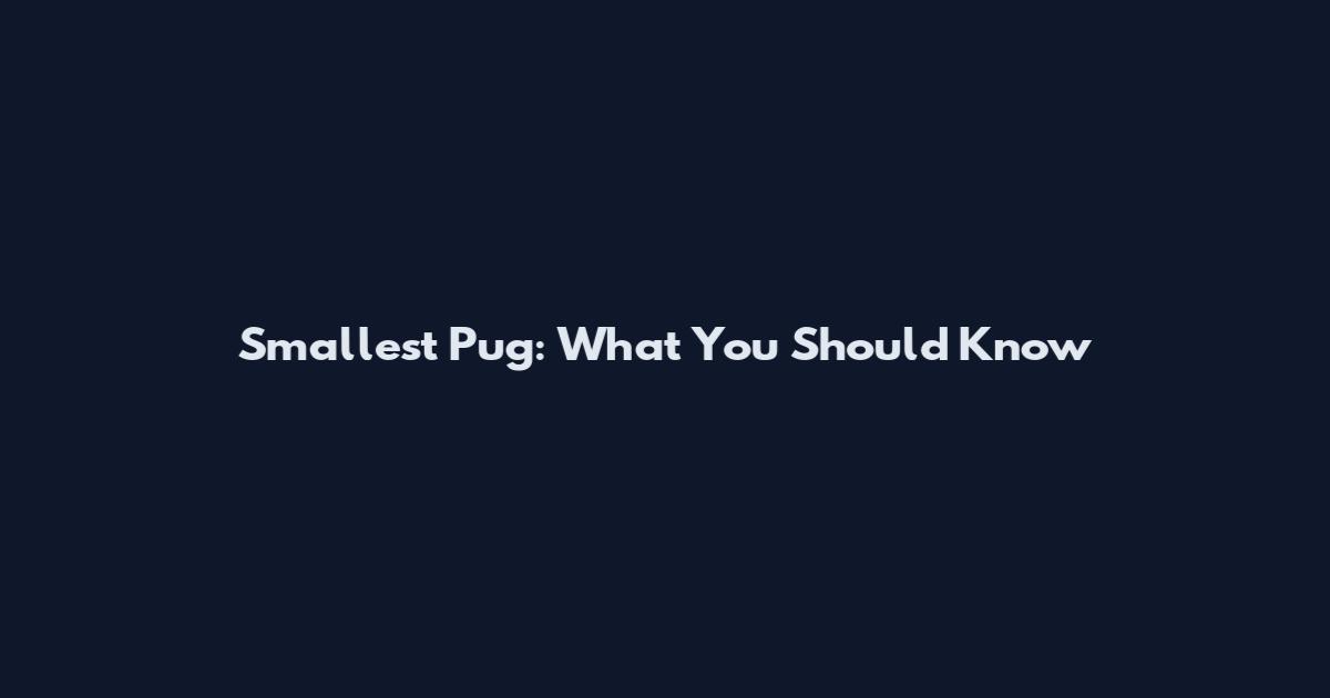 Smallest Pug: What You Should Know