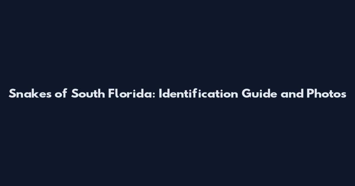 Snakes of South Florida: Identification Guide and Photos