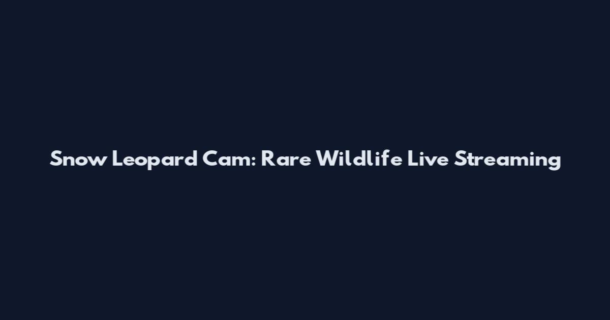 Snow Leopard Cam: Rare Wildlife Live Streaming