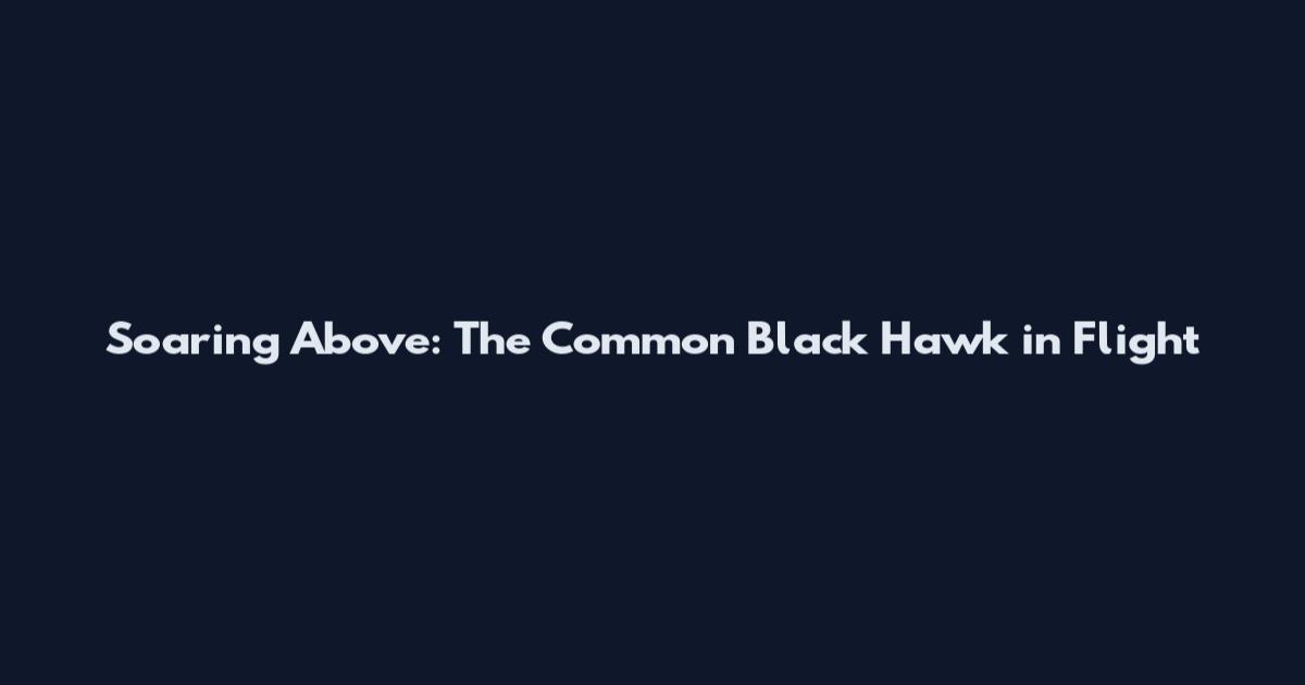 Soaring Above: The Common Black Hawk in Flight