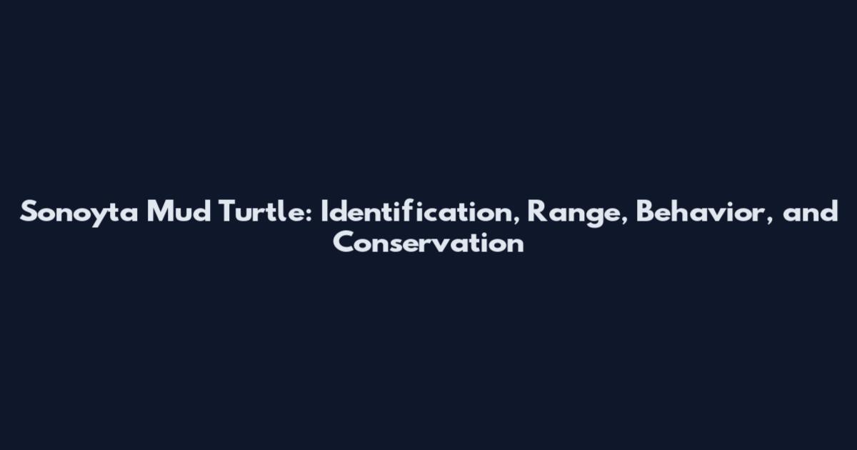 Sonoyta Mud Turtle: Identification, Range, Behavior, and Conservation