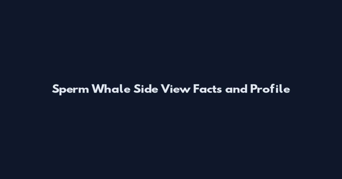 Sperm Whale Side View Facts and Profile