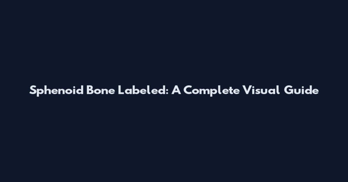 Sphenoid Bone Labeled: A Complete Visual Guide