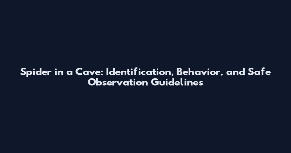 Spider in a Cave: Identification, Behavior, and Safe Observation Guidelines