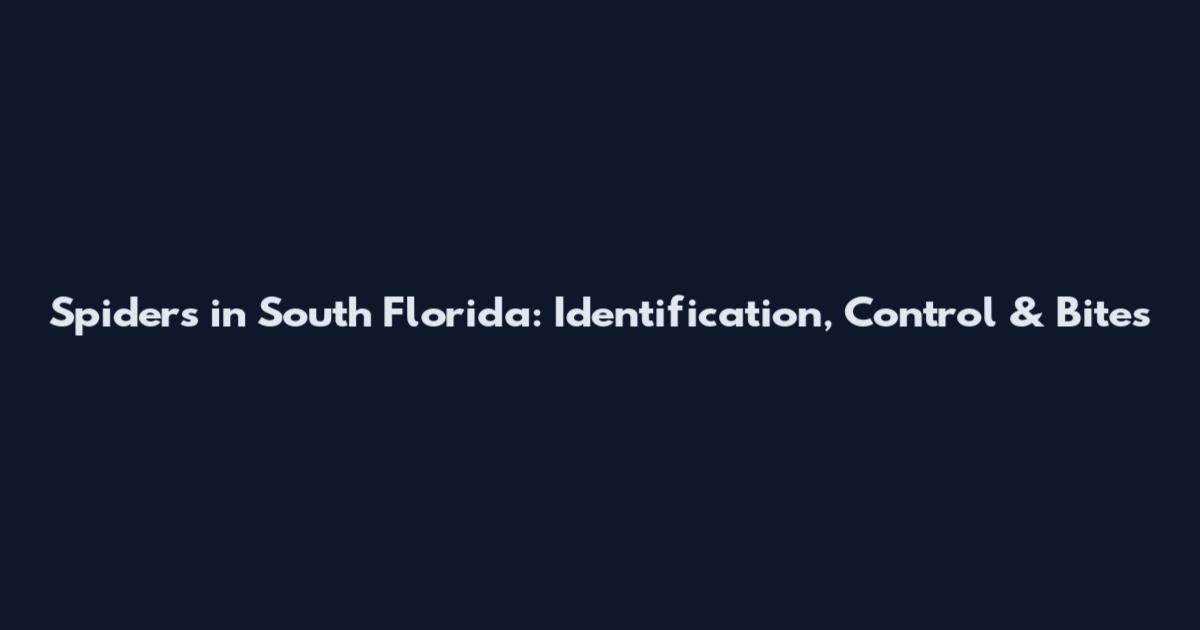 Spiders in South Florida: Identification, Control & Bites