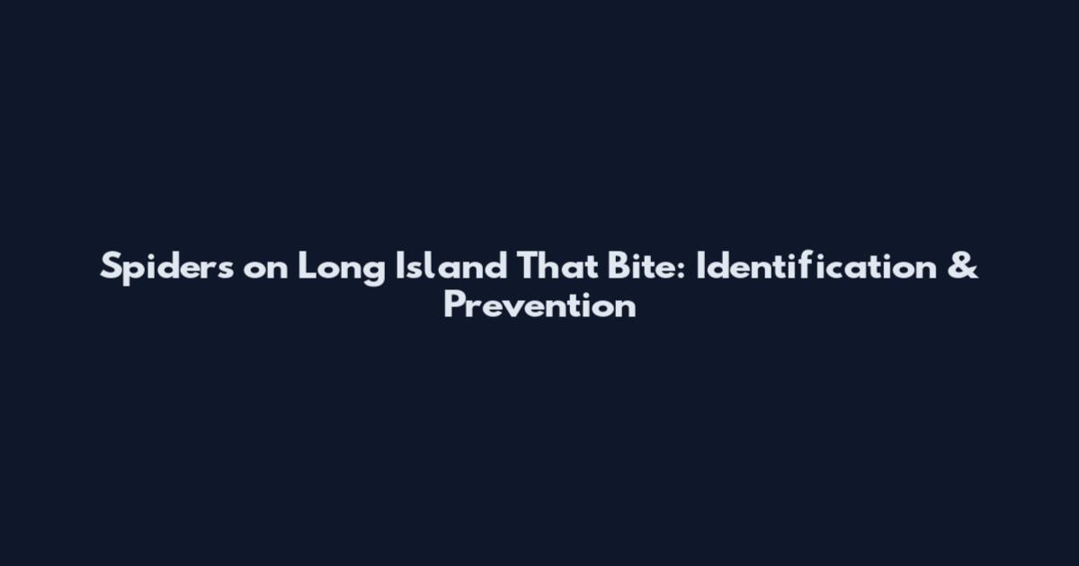Spiders on Long Island That Bite: Identification & Prevention
