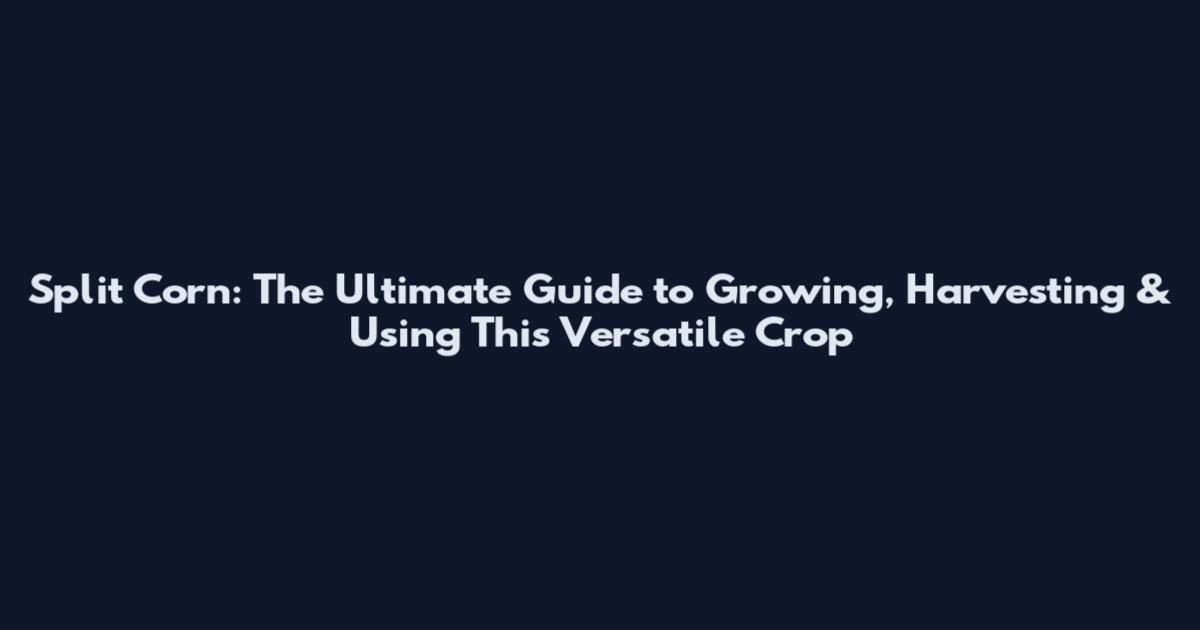 Split Corn: The Ultimate Guide to Growing, Harvesting & Using This Versatile Crop