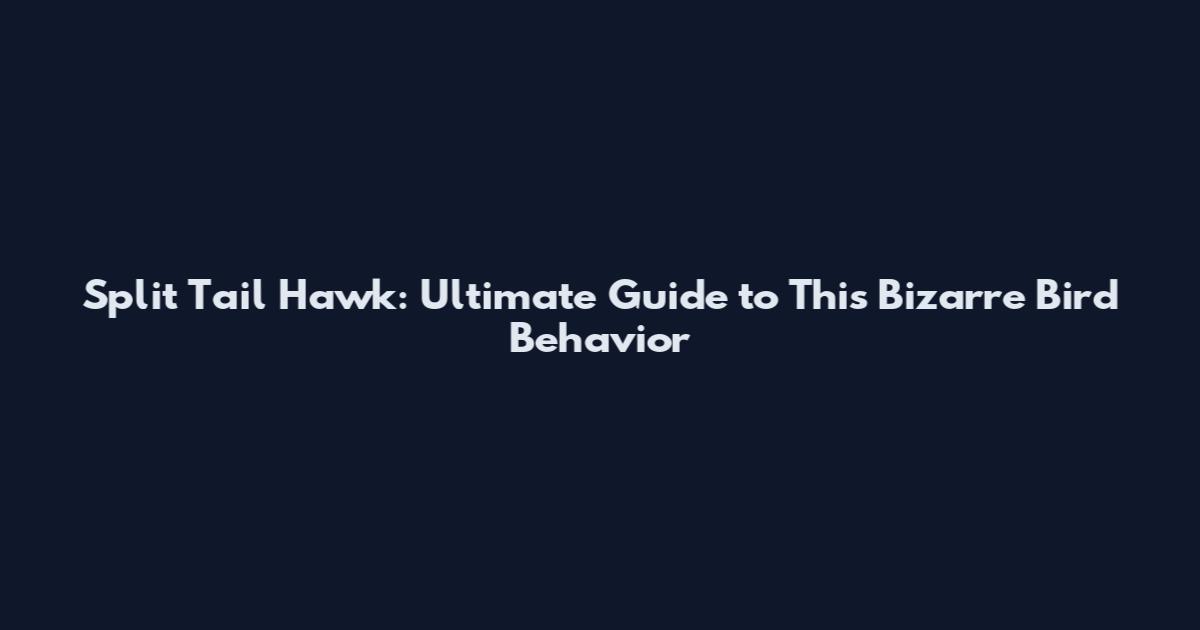 Split Tail Hawk: Ultimate Guide to This Bizarre Bird Behavior