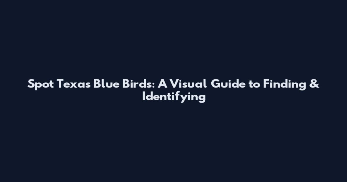 Spot Texas Blue Birds: A Visual Guide to Finding & Identifying