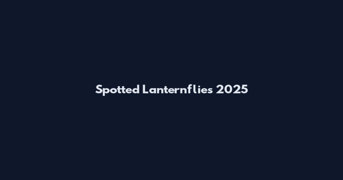 Spotted Lanternflies 2025