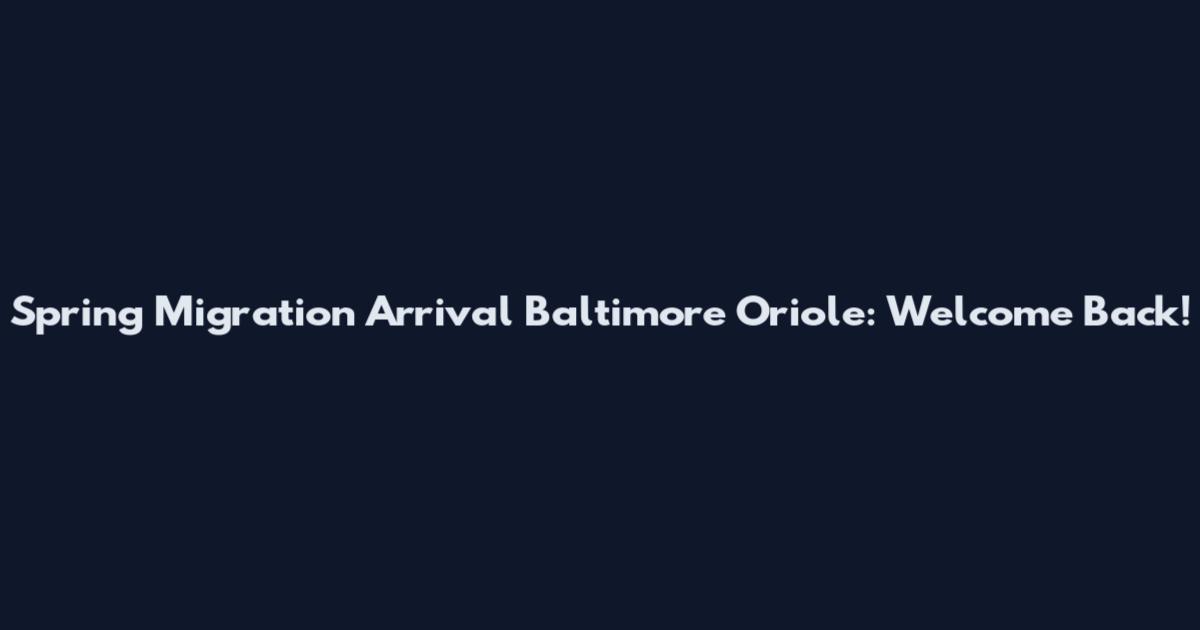 Spring Migration Arrival Baltimore Oriole: Welcome Back!