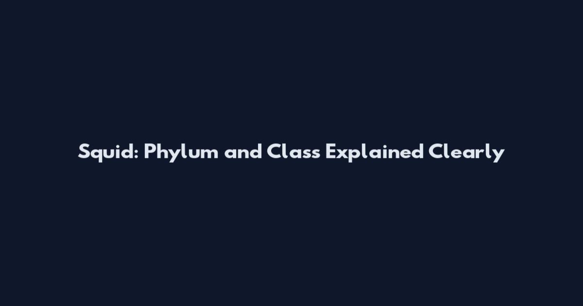 Squid: Phylum and Class Explained Clearly
