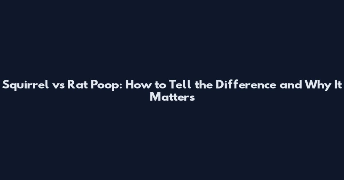 Squirrel vs Rat Poop: How to Tell the Difference and Why It Matters