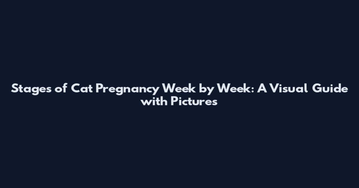 Stages of Cat Pregnancy Week by Week: A Visual Guide with Pictures