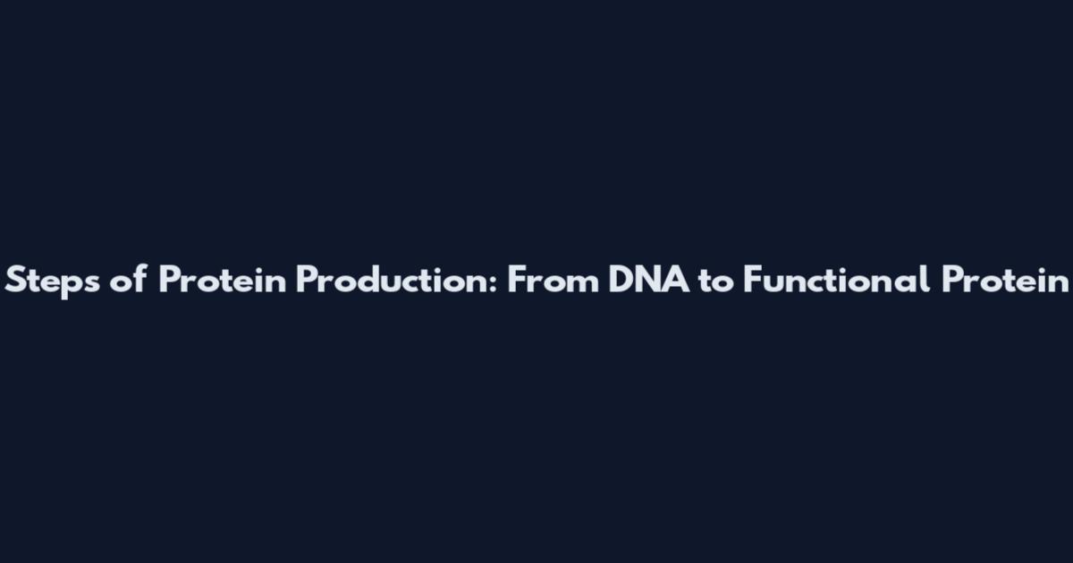 Steps of Protein Production: From DNA to Functional Protein