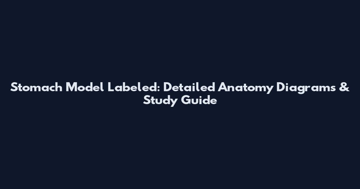 Stomach Model Labeled: Detailed Anatomy Diagrams & Study Guide