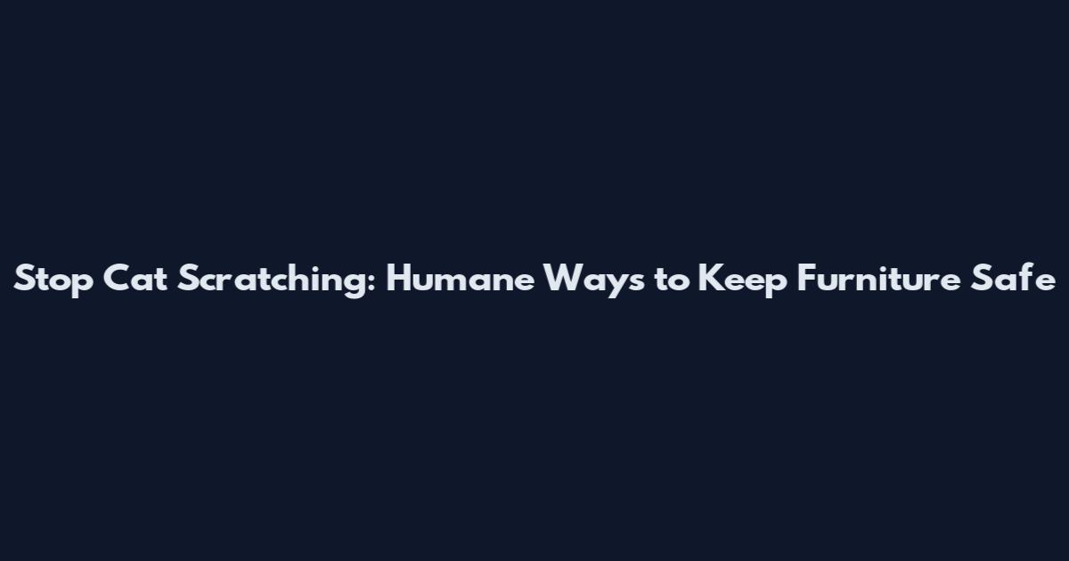 Stop Cat Scratching: Humane Ways to Keep Furniture Safe