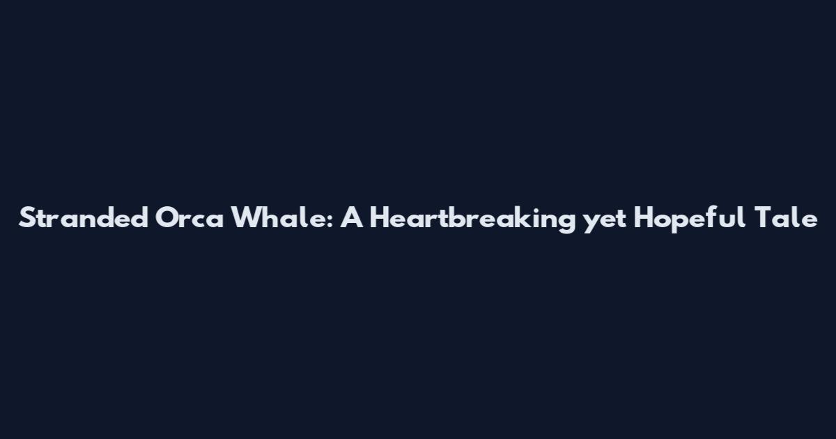 Stranded Orca Whale: A Heartbreaking yet Hopeful Tale