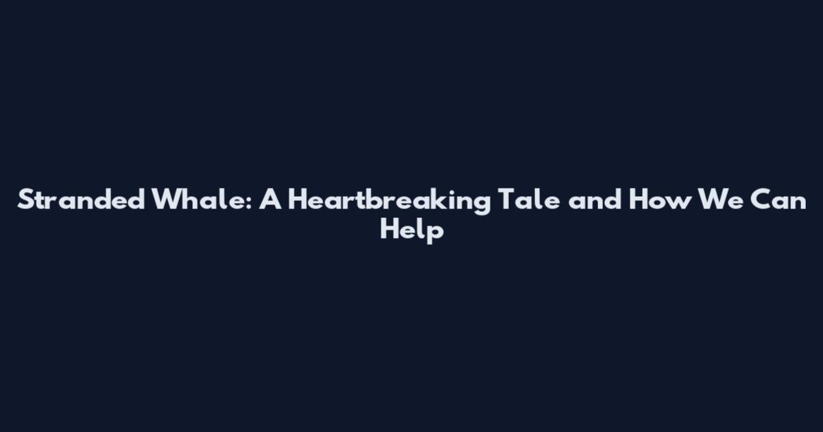 Stranded Whale: A Heartbreaking Tale and How We Can Help