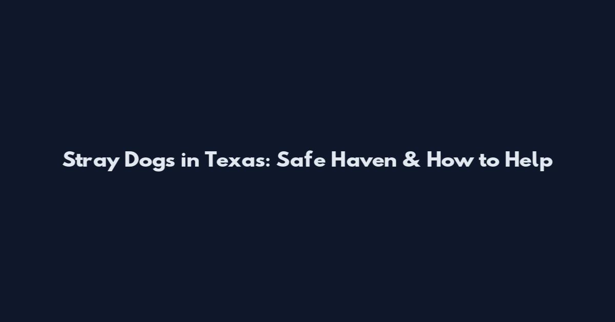 Stray Dogs in Texas: Safe Haven & How to Help