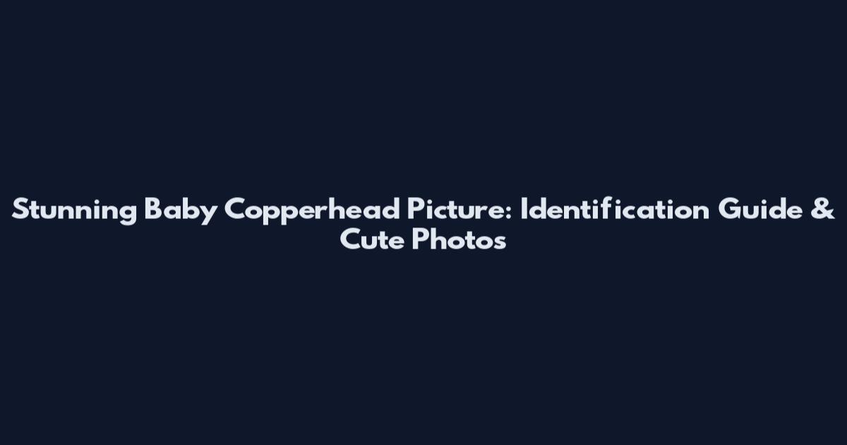 Stunning Baby Copperhead Picture: Identification Guide & Cute Photos