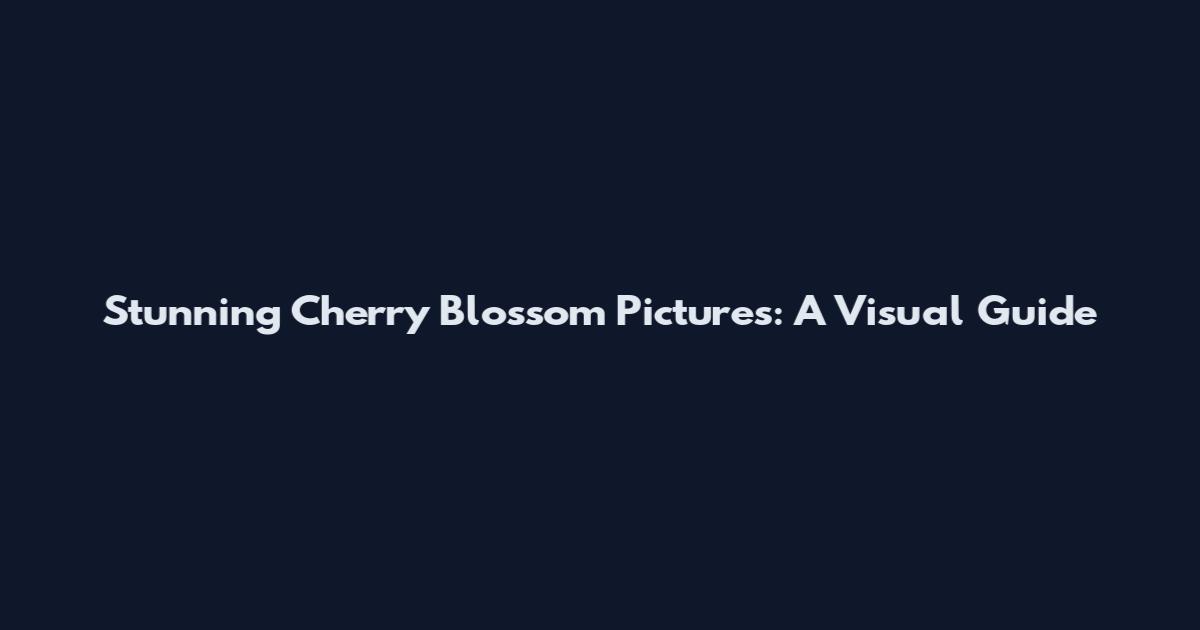 Stunning Cherry Blossom Pictures: A Visual Guide